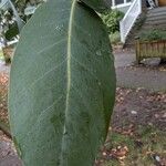 Eucalyptus camfieldii Leaf