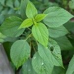 Boehmeria cylindrica Листок