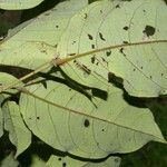 Morisonia discolor Frunză
