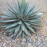 Agave sisalanaList