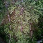 Larix occidentalis Leaf