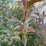 Viburnum farreri Leaf