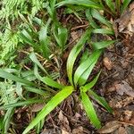 Luzula canariensis Hoja