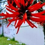 Erythrina lysistemonফুল