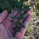 Phacelia distans Lehti