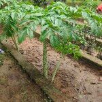 Amorphophallus paeoniifolius叶