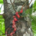 Cojoba arborea Fruit