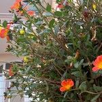 Portulaca umbraticola Habit