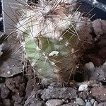 Pilosocereus leucocephalus Leaf