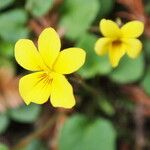 Viola sempervirens 花