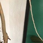 Philodendron pedatum Кора