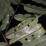 Ruizterania albiflora Hostoa