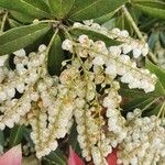 Pieris formosa Fula