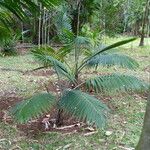 Archontophoenix alexandrae Leaf
