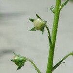 Verbascum blattaria ᱮᱴᱟᱜ