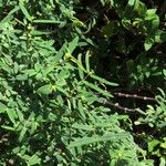 Euphorbia articulata