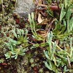 Diphasiastrum alpinum Libunga