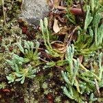 Lycopodium alpinum Hábito