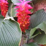 Curcuma longa পাতা