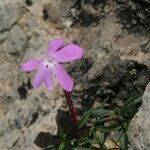 Viola cazorlensis Habitat