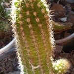 Echinopsis huascha Hoja