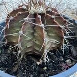 Gymnocalycium stenopleurum List