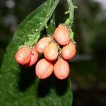 Bunchosia polystachia ഫലം