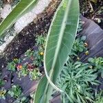Strelitzia reginae Leaf