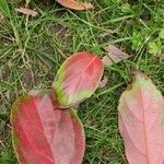 Cinnamomum glanduliferum Hoja