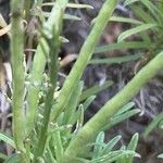 Erysimum arbuscula Плод