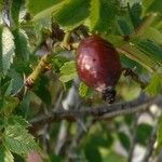 Rosa canina Fruit