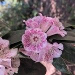 Rhododendron irroratum Flor