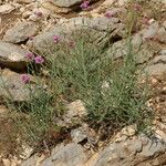 Centranthus angustifolius Habitus