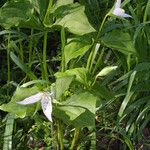 Trillium flexipes Habitus