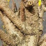 Forsythia viridissima Bark