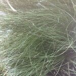 Carex remota 葉