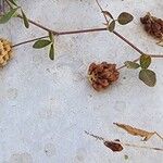 Trifolium aureum Frutto