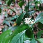 Rudgea cornifolia Flower