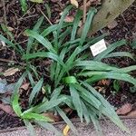 Brachypodium sylvaticum Leaf