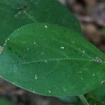 Barleria prionitis Leaf