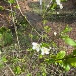 Prunus domesticaFlower