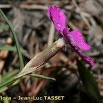 Dianthus scaber Kvet