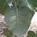Populus nigra 叶