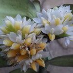 Calyptrochilum emarginatum Λουλούδι