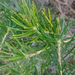 Banksia spinulosa Φύλλο