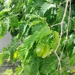 Plectrocarpa arborea Fruit