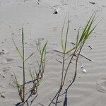 Phragmites karka Habit