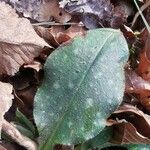 Pulmonaria officinalis Leaf