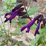 Salvia guaraniticaफूल