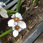 Neomarica northiana Flor